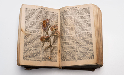 Modern photograph of a small printed book, opened to display pressed flowers